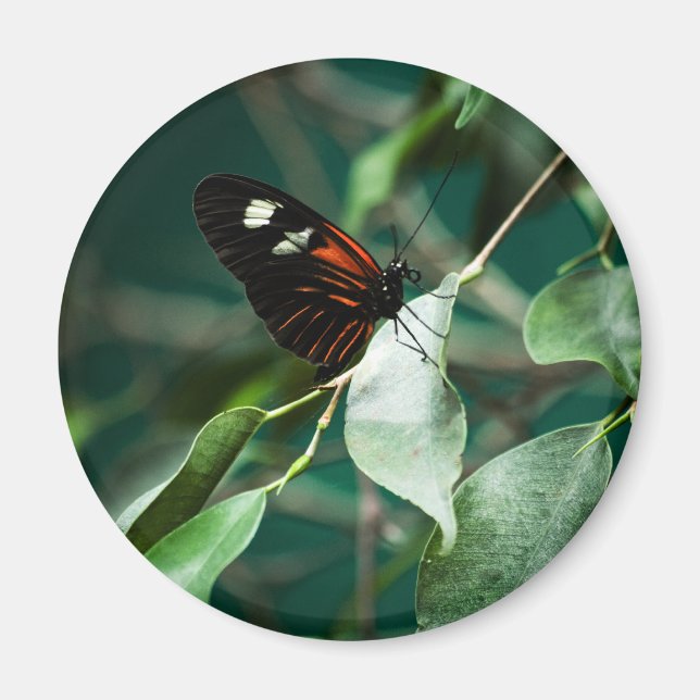 Íman Postman 184 Magnet (Frente)