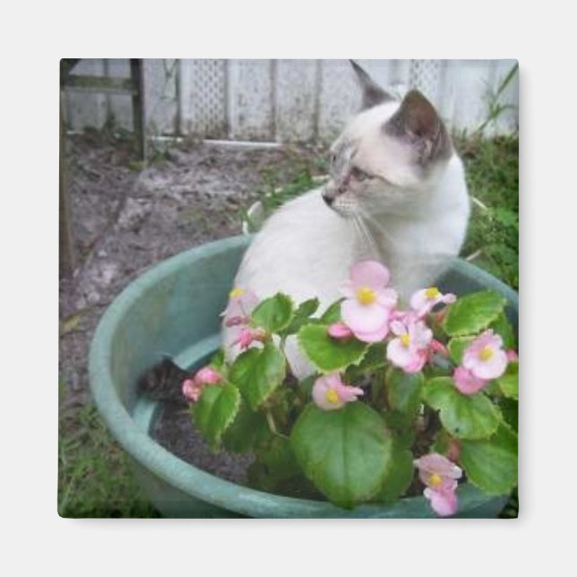 Íman Pote de Kittie e Flor (Frente)