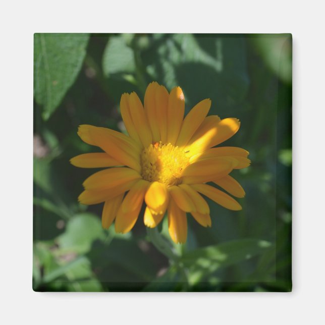 Íman Pote de laranja Marigold Flor (Calendula officinal (Frente)