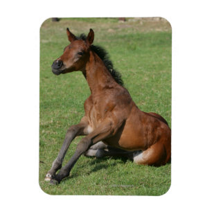 Íman Potro árabe de assento