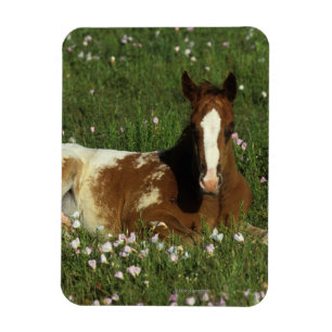 Íman Potro do Appaloosa que estabelece nas flores