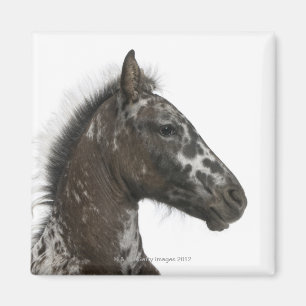 Íman potro do híbrido entre um Appaloosa e um a