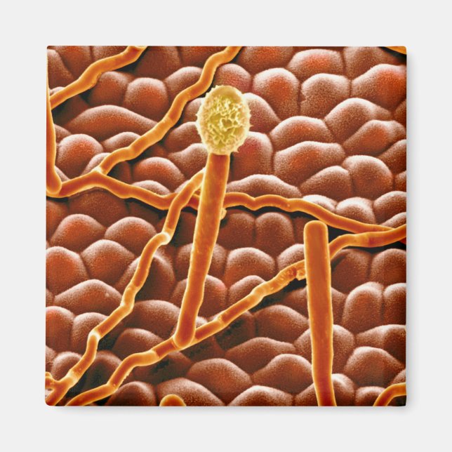 Íman Powdery Mildew Fungus em Poinsettia (Frente)