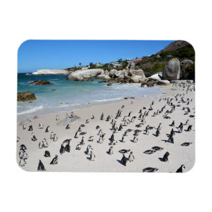 Íman Praia África do Sul dos pedregulhos dos pinguin