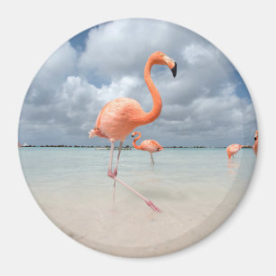 Íman Praia Aruba dos flamingos