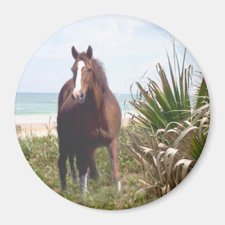 Íman Praia do Magnet Cavalo
