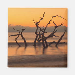 Íman Praia Driftwood ao nascer do sol Ilha Jekyll Geórg