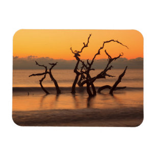 Íman Praia Driftwood ao Nascer do Sol Ilha Jekyll Geórg