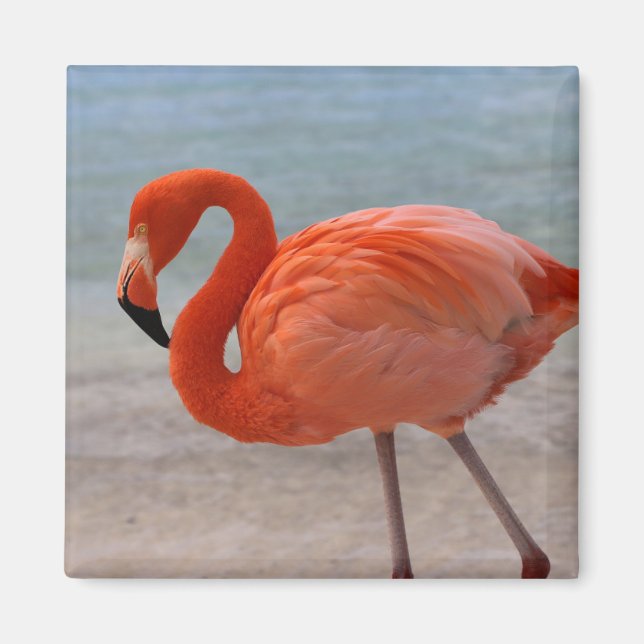 Íman Praias Tropicais | Caribe Flamingo, Aruba (Frente)