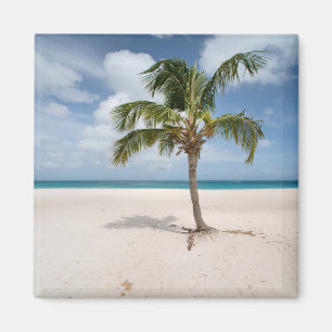 Íman Praias Tropicais Eagle Beach, Aruba