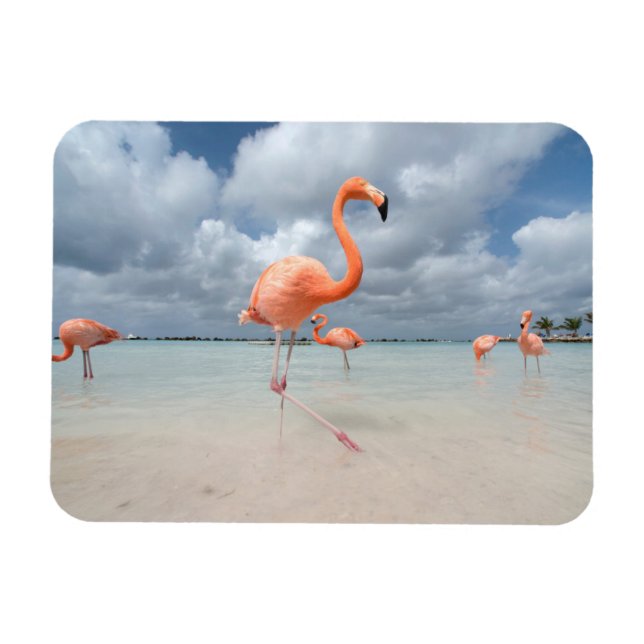 Íman Praias Tropicais | Flamingos Beach, Aruba (Horizontal)