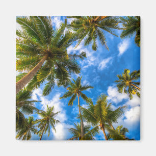 Íman Praias Tropicais Palmeiras sobre o céu azul