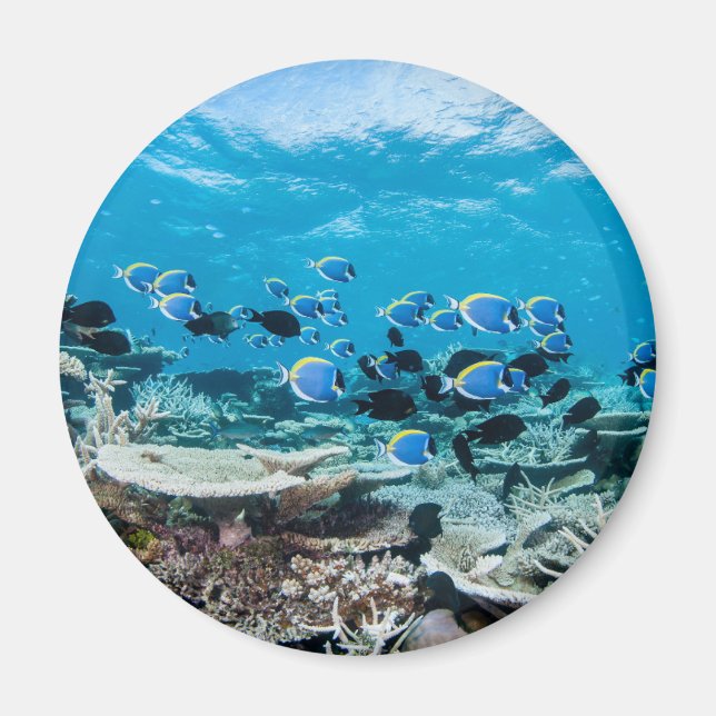 Íman Praias Tropicais | Sturgeon Entre Coral (Frente)