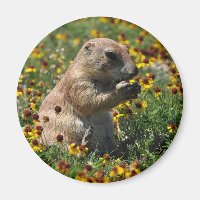 Íman Praire Dog (Frente)