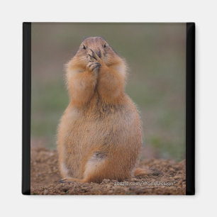 Íman Prairie Dog