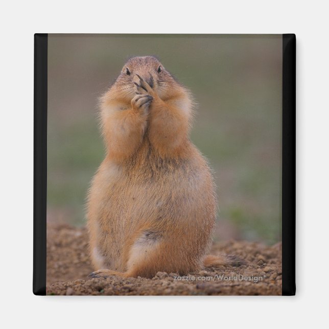 Íman Prairie Dog (Frente)