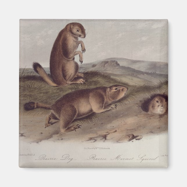 Íman Prairie Dog de 'Quadrupeds of North America' (Frente)