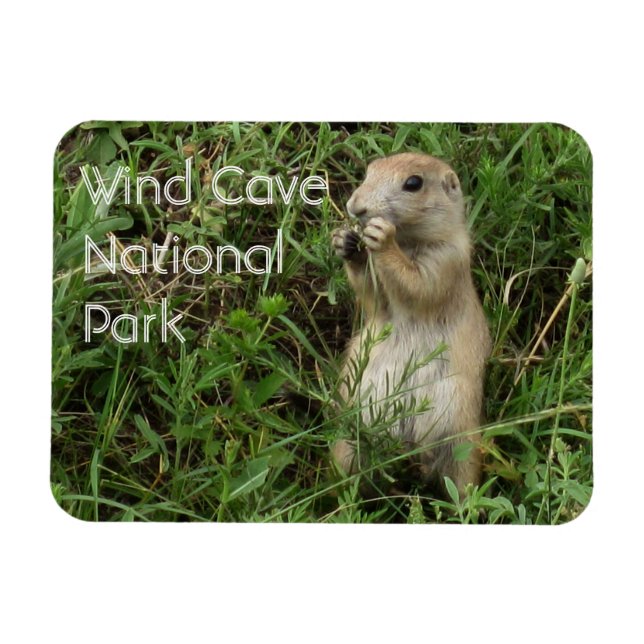 Íman Prairie Dog Em Pé, Comendo Grama, Caverna Eólica (Horizontal)