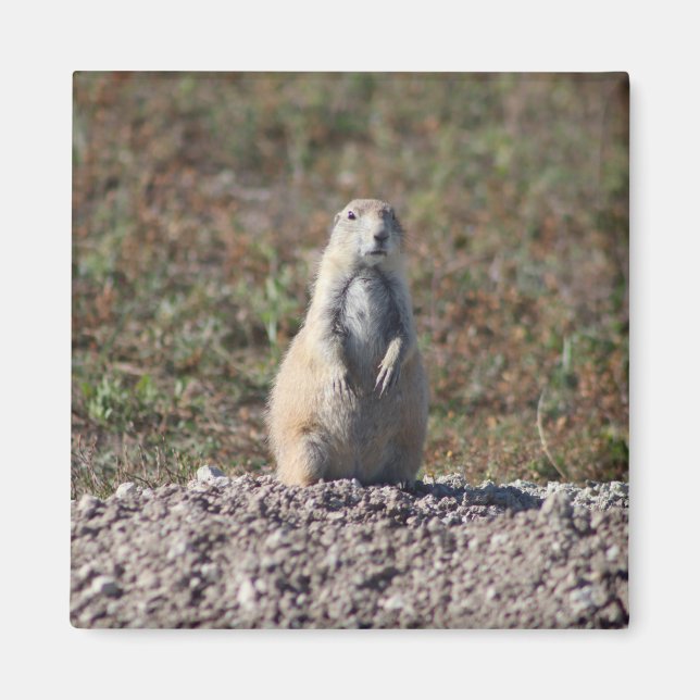 Íman Prairie Dog no Parque Nacional das Badlands, Inter (Frente)