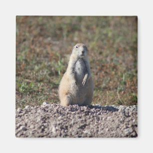 Íman Prairie Dog no Parque Nacional de Badlands, Interi