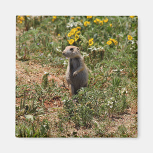 Íman Prairie Dog Solo