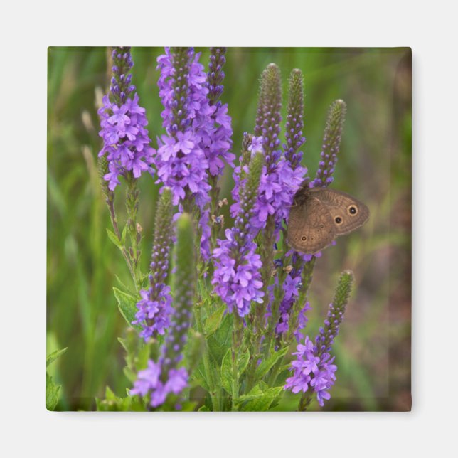 Íman Prairie Flower e Butterfly Magnet (Frente)