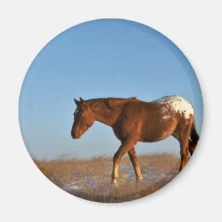 Íman Prairie Horse