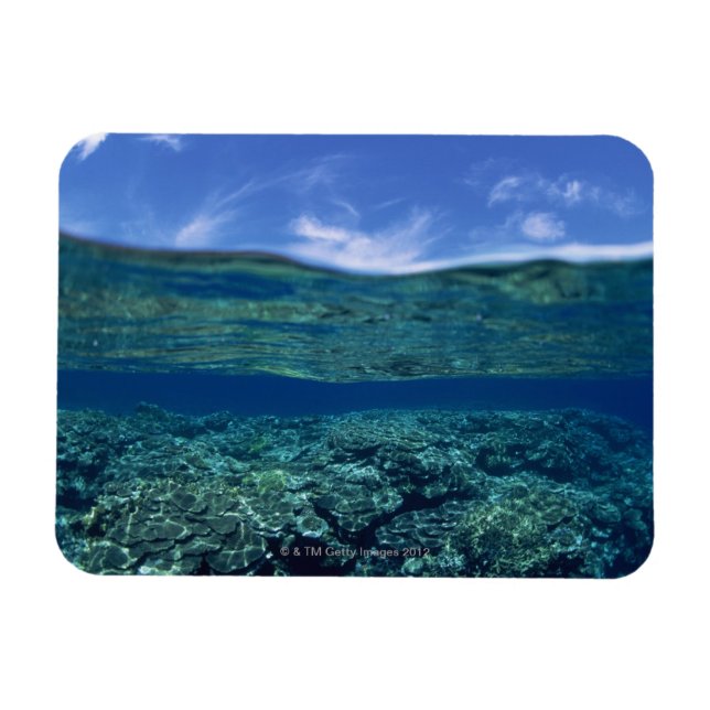 Íman Prateleira de coral (Horizontal)