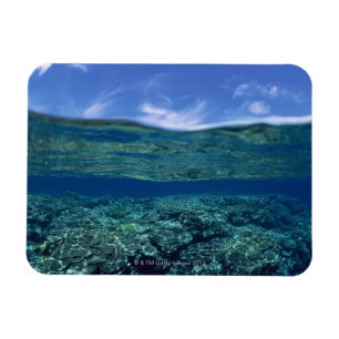 Íman Prateleira do coral