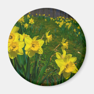 Íman Prazer do Daffodil