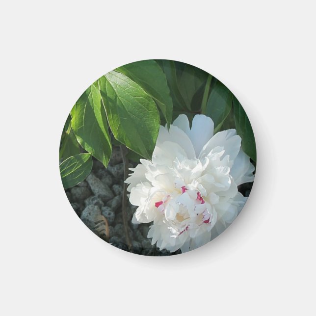 Íman Precioso Peony Magnet (Frente)