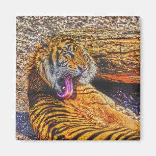 Íman Preening Sumatran Tiger Big Cat Willife Art