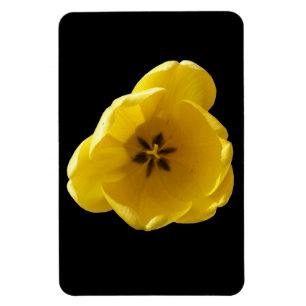 Íman Premium com Tulip Amarelo