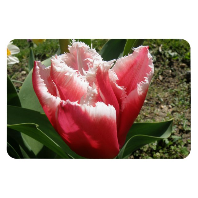 Íman Premium de Tulipas Rosa (Horizontal)