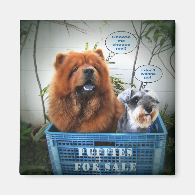 Íman Preparações Para Venda (Frente)