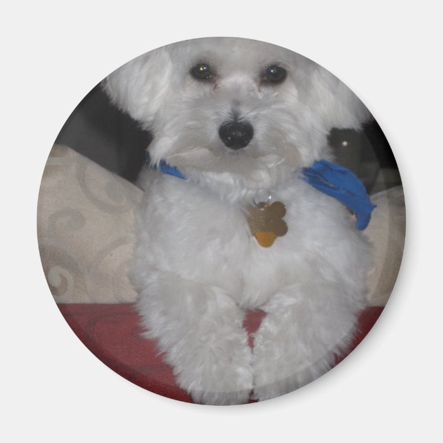 Íman Presente Maltês (Frente)