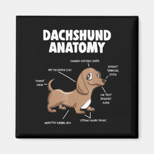 Íman Presente para cães  Anatomia Dachshund Funny Wein