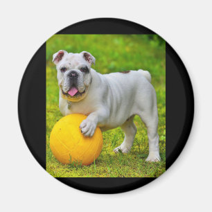 Íman Presente para Lover-in-touro de Bulldog de Basquet