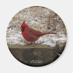 Íman Presentes Cardinal Hot Springs Nat. Park Mountain