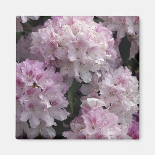 Íman Presentes cor-de-rosa do rododendro