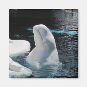 Íman Presentes da baleia da beluga