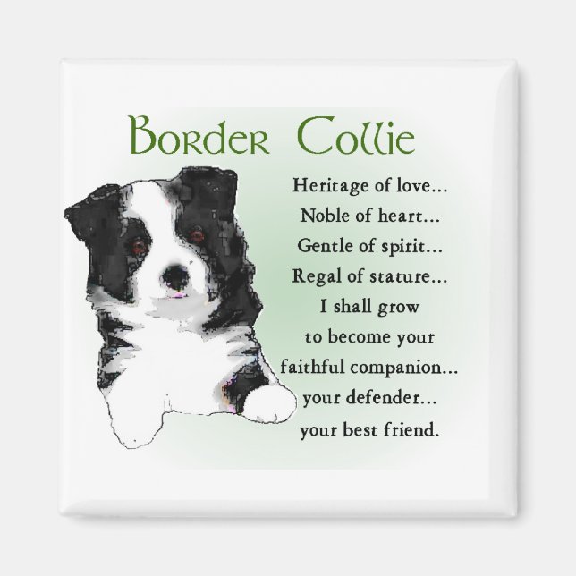 Íman Presentes de Arte de Collie de Borda (Frente)