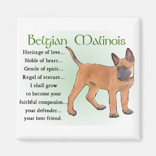 Íman Presentes de Malinois do belga