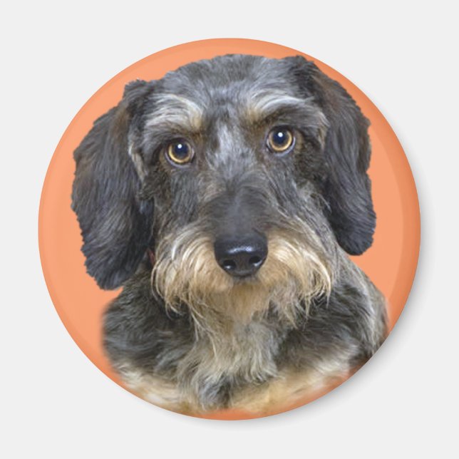 Íman Presentes De Retrato Dachshund De Longa Altura (Frente)
