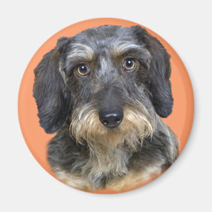 Íman Presentes de Retrato Dachshund de Longa Duração
