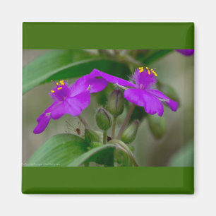 Íman Presentes de Roupas de Gêmeas de Flor Silvestre Tr