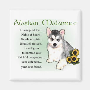 Íman Presentes do Malamute do Alasca