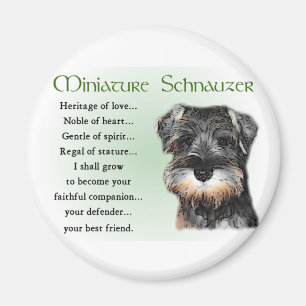 Íman Presentes do Schnauzer diminuto