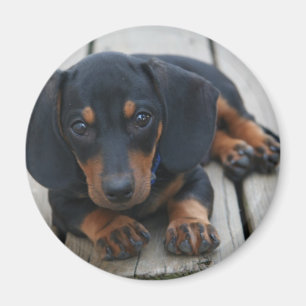 Íman Preto do filhote de cachorro do Dachshund