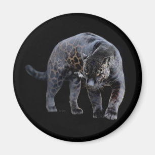 Íman preto Jaguar Diablo